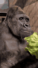 lettuce