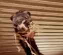 capture1-2025-03-31_19.01.55_thumb.jpg