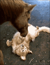 horsedoge