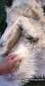 n7mtv5o4n9571_thumb.jpg