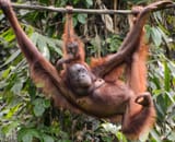 orang mother