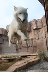 jump