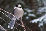 WhiskyJack