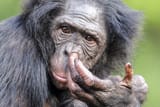 nosepicking