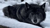 beautiful black wolf.jfif
