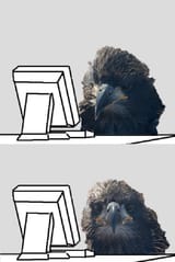 birb