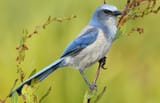 BOTW_featured_image_Florida_Scrub-Jay_by_Tim_Zurowski_Shutterstock-1024x663