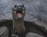 galapagos-giant-tortoise-endemic