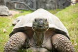 toytle