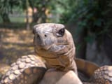 800px-Geochelone_denticulata