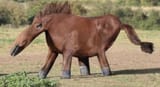 weird horse