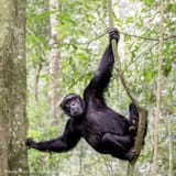 Will-Fortescue-Chimp-DSC_0035