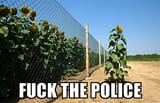 sunflower escape