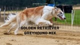 golden-retriever-greyhound-mix