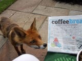 did_i_read_coffee