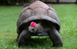 Tortoise-Aldabra3
