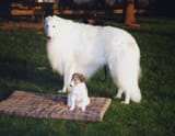 big and small