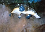 Healesville-Sanctuary-platypus