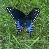 butterfly