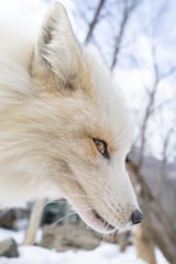 side eye