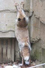 reaching
