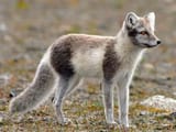 arctic-fox-summer-coat (2)