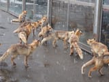 soggy_foggies