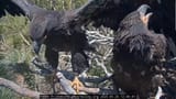 onthebranch