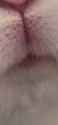 Chew_thumb.jpg