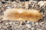 foxapillar9