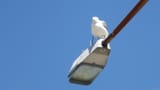 gull-1