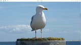 gull-2
