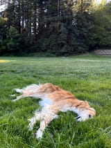 my-dog-cosmo-v0-j6n1z9jzry8d1