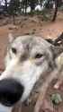 wolf_lick_2_thumb.jpg
