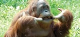 hdr_anm_orangutan