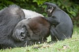 gorilla grooming