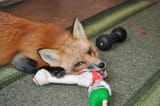 vixey_chewing