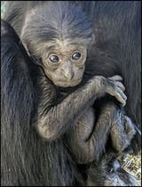 WH10-2020Eve-Baby2