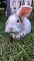 Slowbun_thumb.jpg