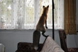 vixey_spots_a_squirrel