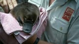 platypus-baby