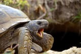 gopher-tortoise