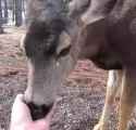 DeerNoseSmoosh_thumb.jpg