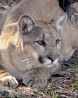yuma-panther-07-8x10-600signed_crop