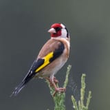 birdie