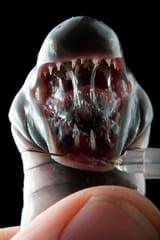 04-caecilian-caecilia_pachynema_3x4_jpg