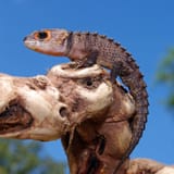 Red-Eyed_Crocodile_Skink