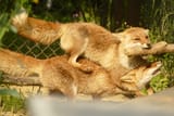 fox cavalry