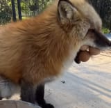 Greediestanimalalive
