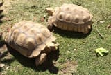 tortoises_17